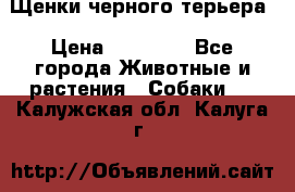 Щенки черного терьера › Цена ­ 35 000 - Все города Животные и растения » Собаки   . Калужская обл.,Калуга г.